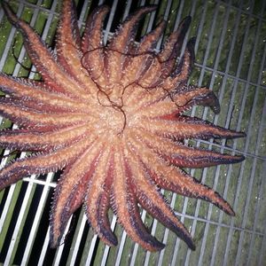 Meet your Posher, Jacky